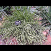 Senecio Longiflorus subsp Madagascariensis (fam Asteracees) (Madagascar) (1)